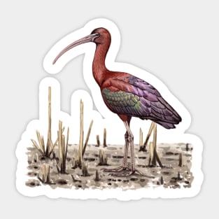 Glossy Ibis Sticker